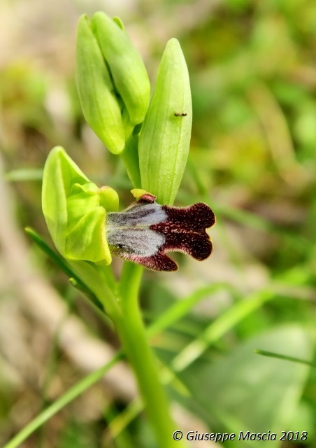 Ophrys lojaconoi e Ophrys iricolor subsp. eleonorae
